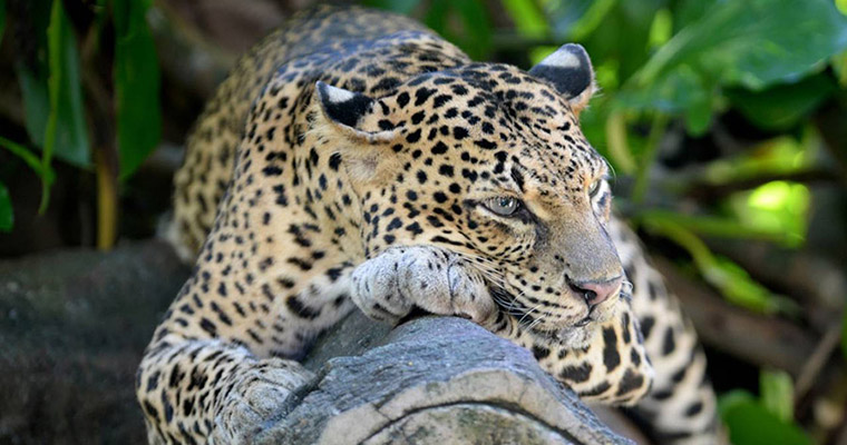 Natara Lanka Tours
